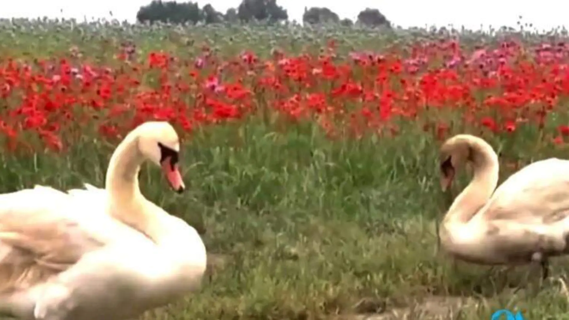 cisnes amapolas eslovaquia 